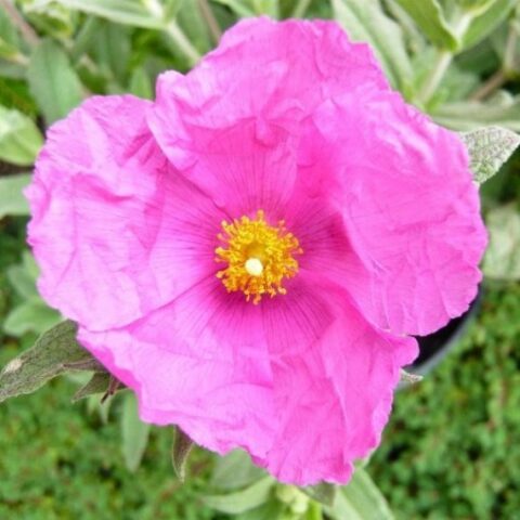 Cistus x pulverulentus (Cisto) [Vaso 15cm]