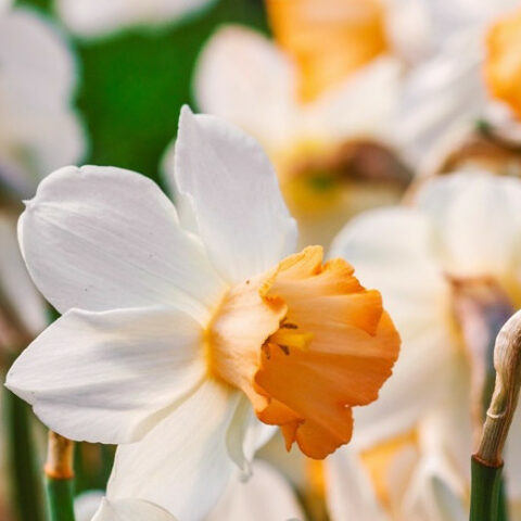 Narcissus cyclamineus "Iwona" [Vaso 12cm]