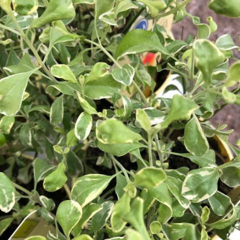 Salvia greggii variegata (Salvia Pesca) [Vaso 12cm]