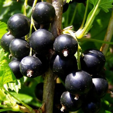 Ribes Nigrum "Noir de Bourgogne" [Vaso 1,5 Litri]