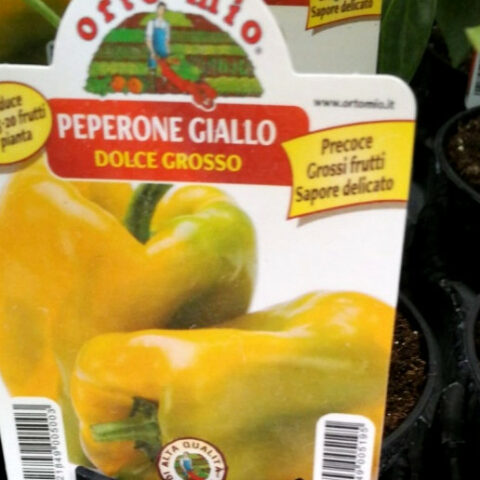 Peperone giallo dolce grosso [Vaso 10cm]