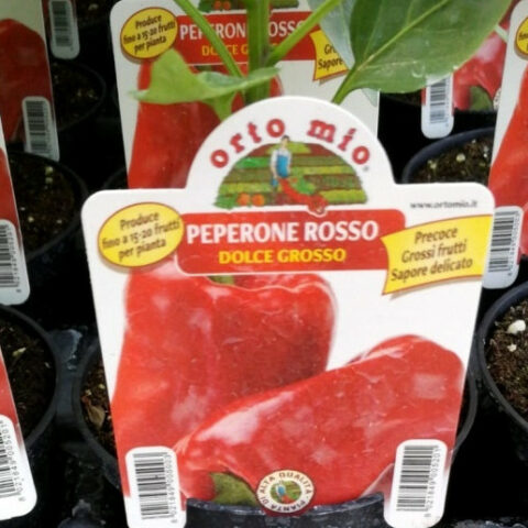 Peperone rosso dolce grosso [Vaso 10cm]