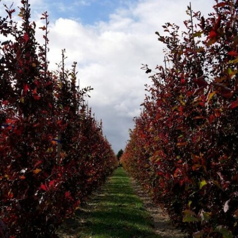 Quercus x bimundorum "Crimson Spire" (Quercia) [H. 140-150 cm.]