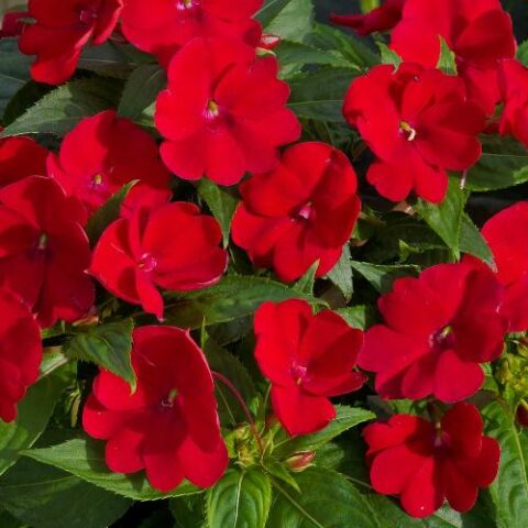Sunpatiens "Compact Red" [Vaso 14cm]