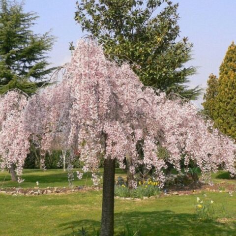 Prunus x subhirtella "Pendula Rosea" (Ciliegio da fiore) [H. 80+ cm.]