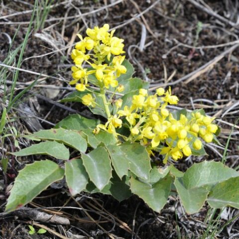 Mahonia repens [Vaso 24cm]