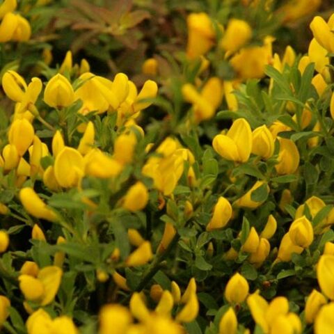 Cytisus x beanii "Osiris" (Ginestra) [Vaso 14cm]