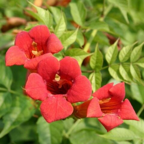 Campsis radicans "Flamenco" (Bignonia) [Vaso 15cm]