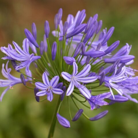 Agapanthus africanus "Ethels Joy" (Agapanto) [Vaso 14cm]