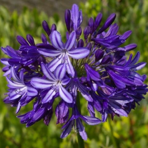 Agapanthus africanus "Polar Star" (Agapanto) [Vaso 14cm]