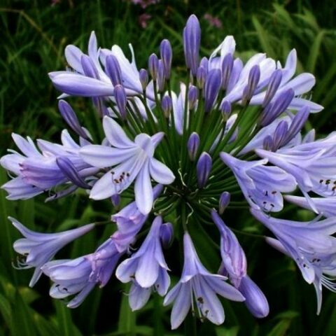 Agapanthus africanus "Silver Baby" (Agapanto) [Vaso 14cm]