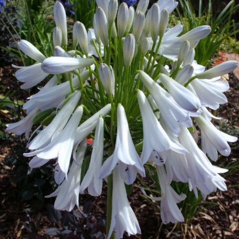 Agapanthus africanus "Starburst White" (Agapanto) [Vaso 14cm]