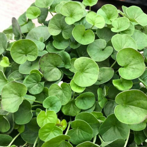 Dichondra repens "Emerald" [Vaso 14cm]