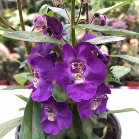 Angelonia [Vaso 14cm]
