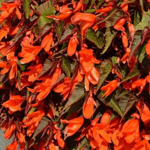Begonia "Summerwings Ebony & Orange" [Vaso 14cm]