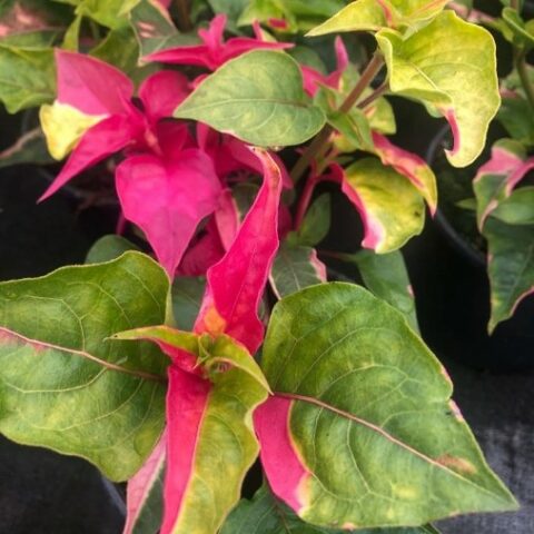 Alternanthera bicolor [Vaso 14cm]