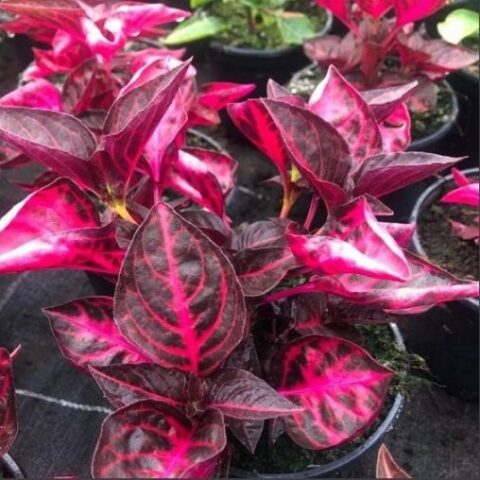 Iresine herbstii "Brillantissima" [Vaso 14cm]