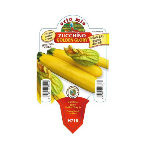 Zucchino giallo "Golden Glory F1" [Vaso 10cm]