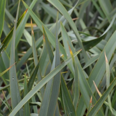 Phormium tenax [Vaso 19cm]