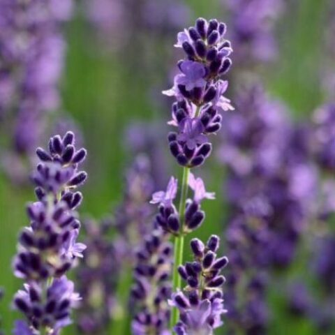 Lavandula angustifolia "Havanna Dark" (Lavanda) [Vaso 14cm]