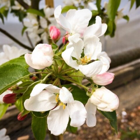 Malus "John Downie" (Melo da fiore) [Vaso 24cm]