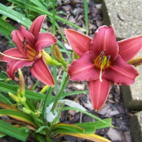 Hemerocallis "Eenie Fanfare" [Vaso 18cm]