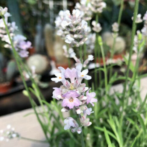 Lavandula angustifolia "Felice Light Pink" (Lavanda) [Vaso 12cm]