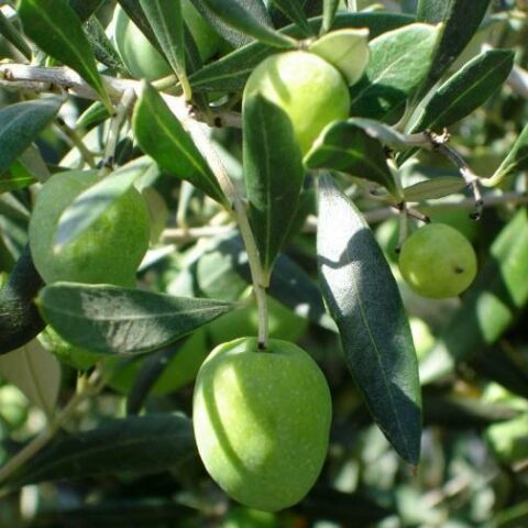 Olea europaea "Ascolana" (Olivo) [H. 150-170 cm.]