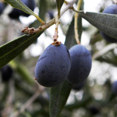 Olea europaea "Pendolino" (Olivo) [H. 150-170 cm.]