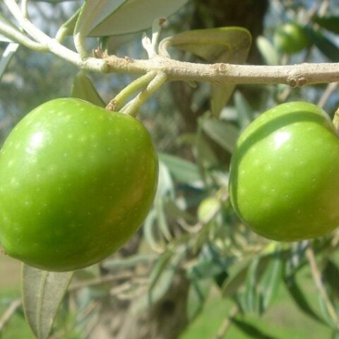 Olea europaea "Uova di Piccione" (Olivo) [H. 150-170 cm.]