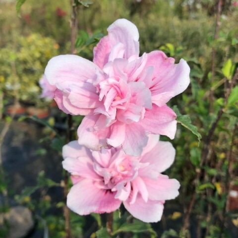 Hibiscus syriacus "Lady Stanley" (Ibisco) [Vaso 18cm]