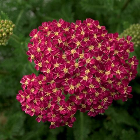 Achillea millefolium "Desert Eve Deep Rose" [Vaso 14cm]