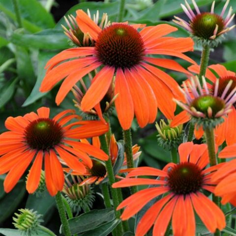 Echinacea purpurea "Julia" [Vaso 18cm]