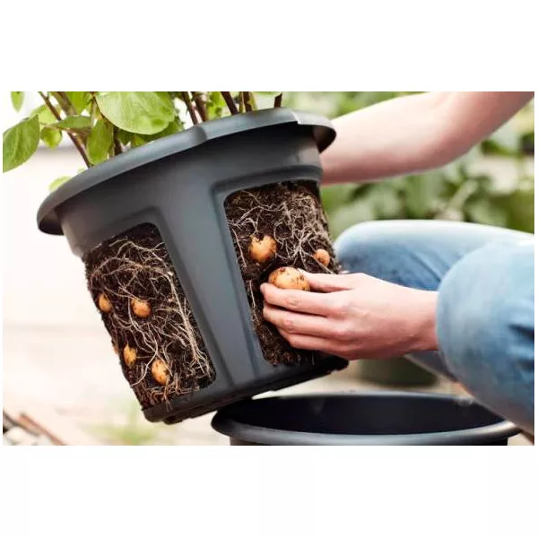 Vaso GREEN BASICS POTATO POT - Elho