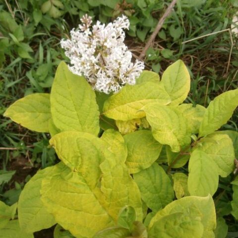 Syringa villosa "Aurea" (Lill) [Vaso 18cm]