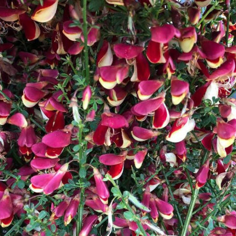 Cytisus scoparius "Red Wings" (Ginestra) [Vaso 18cm]