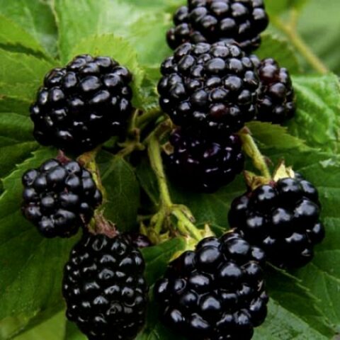 Mora "Ouachita" - Medio/Tardivo Senza Spine (Rubus fruticosus) [Vaso 1,5 Litri]