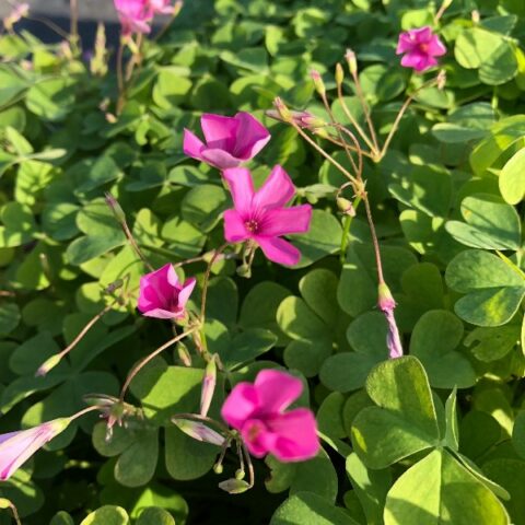 Oxalis floribunda "Rubra" [Vaso 18cm]