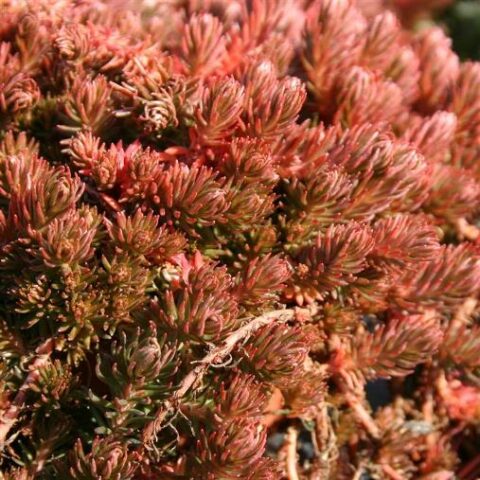 Sedum hybridum "Chocolate Ball" [Vaso 12cm]