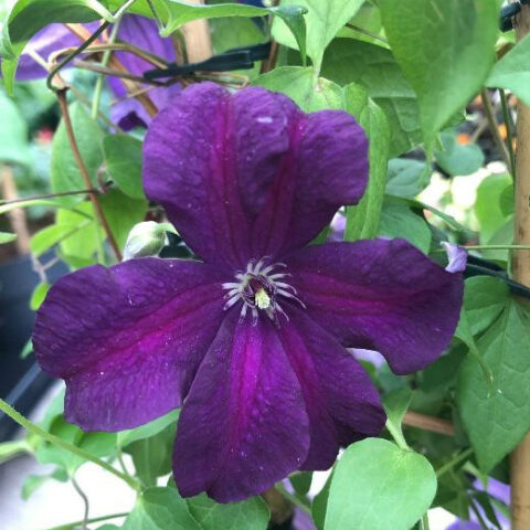 Clematis boulevard "Ayako" (Clematide) [Vaso 15cm]