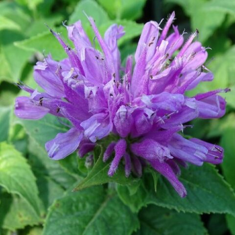 Monarda didyma "Baby Spice" [Vaso 11cm]
