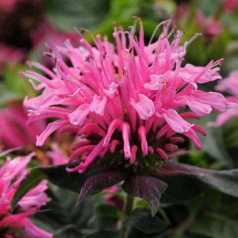Monarda didyma "Light Pink" [Vaso 11cm]