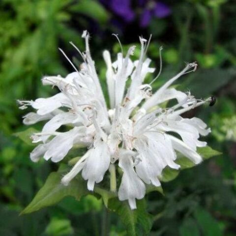 Monarda didyma "White" [Vaso 11cm]