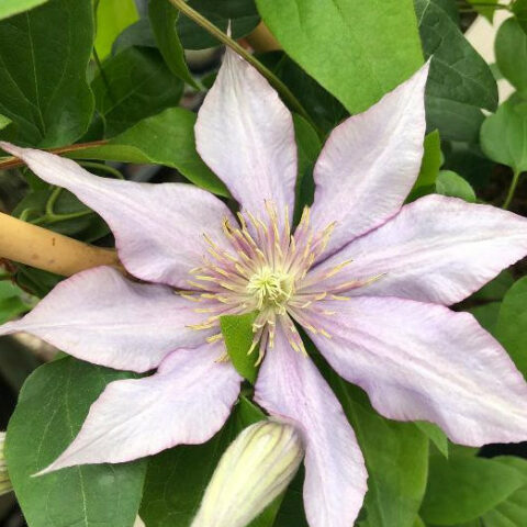 Clematis boulevard "Stella" (Clematide) [Vaso 15cm]