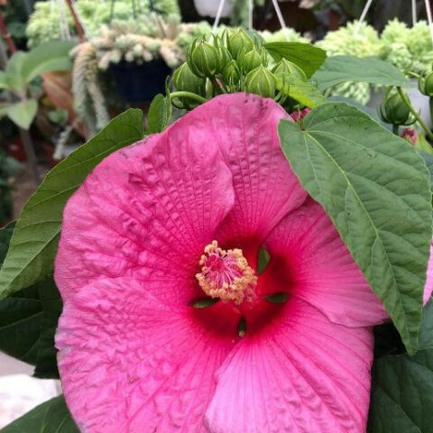 Hibiscus moscheutos "Pink" (Ibisco) [Vaso 23cm]