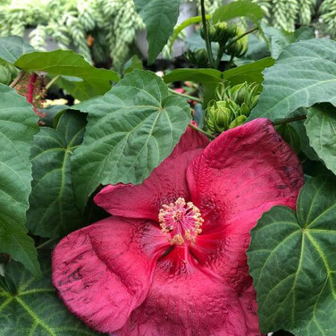 Hibiscus moscheutos "Red" (Ibisco) [Vaso 23cm]