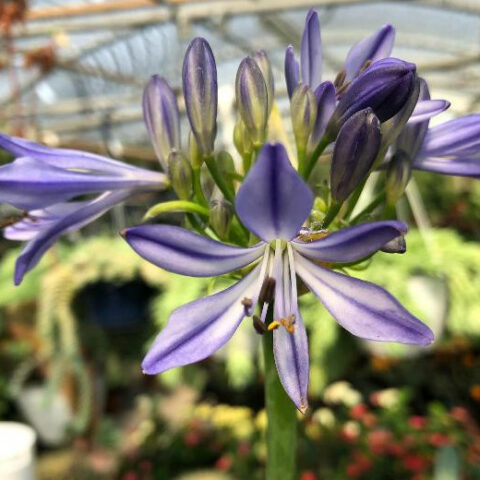 Agapanthus africanus "Charlotte" (Agapanto) [Vaso 18cm]