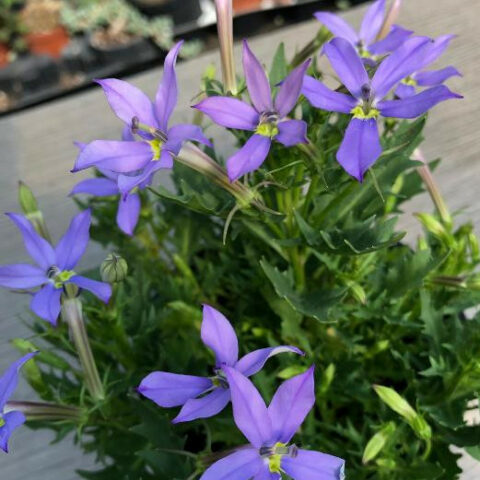 Isotoma axillaris "Blue Star" [Vaso 13cm]