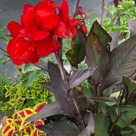 Canna "Red" [Vaso 18cm]