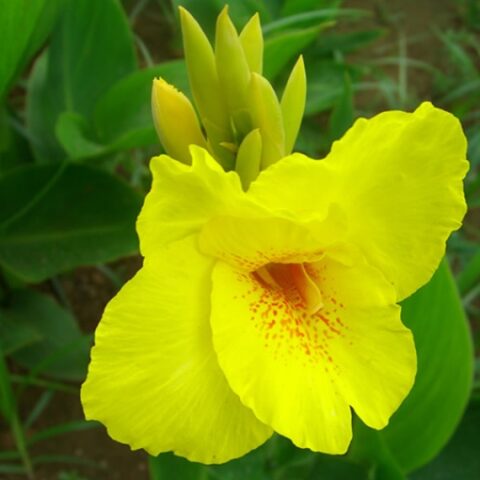 Canna "Yellow" [Vaso 18cm]